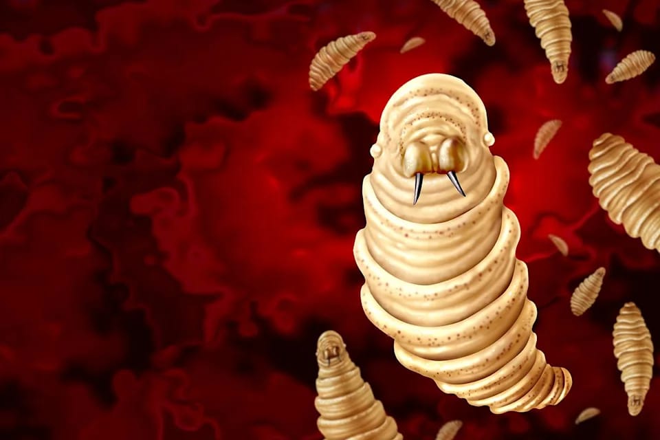 US Grapples with Resurgence of Devastating New World Screwworm Infestation