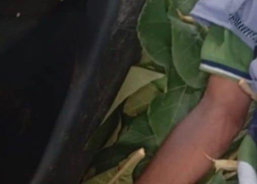 Kaduna's Wasa Forest Yields Man's Corpse, Robbery Suspected