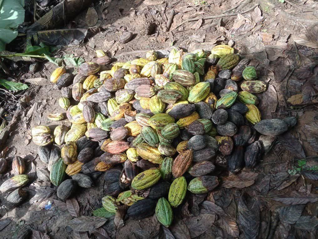 Fatal Shooting on Cross River Cocoa Farm Prompts Police Manhunt for Three