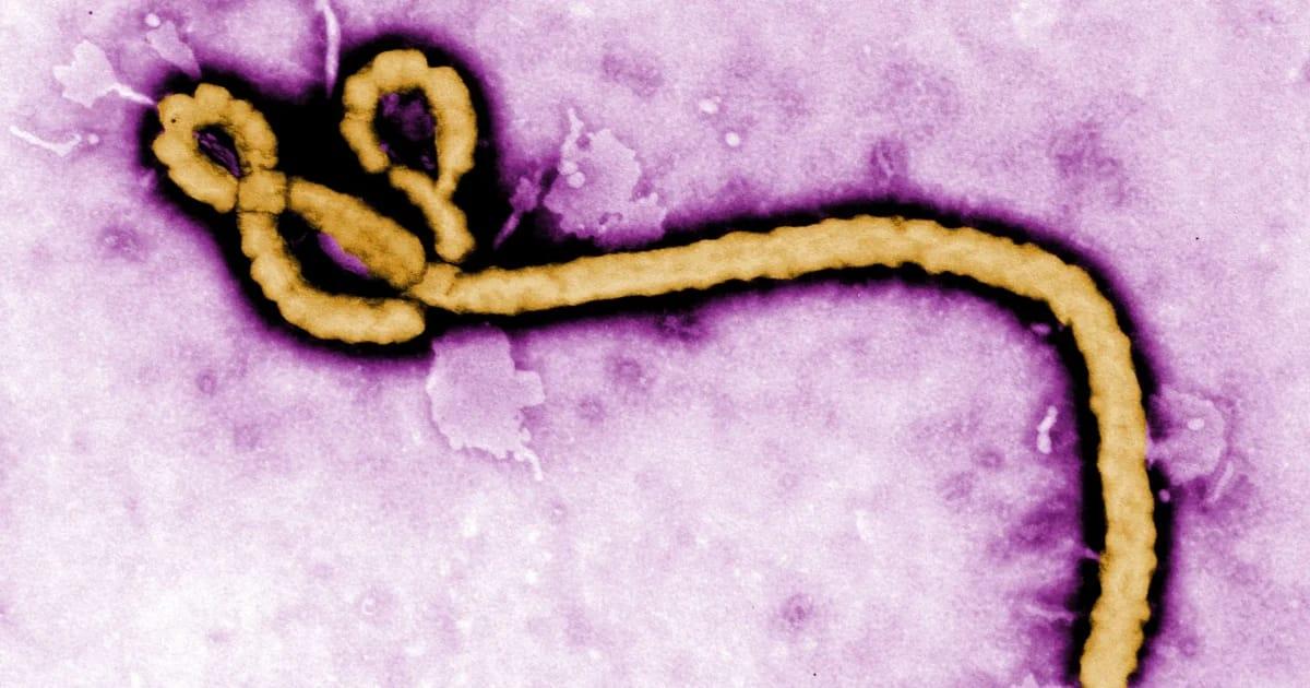 Over 2,300 Lives Lost: DR Congo Records Its Worst Ebola Epidemic