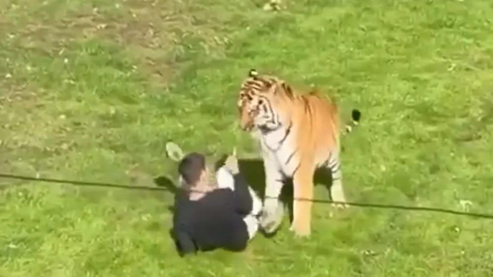A view of a tiger enclosure, similar to where a man was seriously injured after an incident at Yorkshire Wildlife Park.