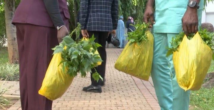Freshly picked fluted pumpkin and other vegetables from the First Lady's Aso Villa backyard.