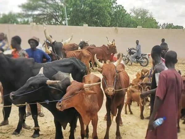 Over 3,000 Livestock in Kaugama LGA Receive Lung Disease Vaccine