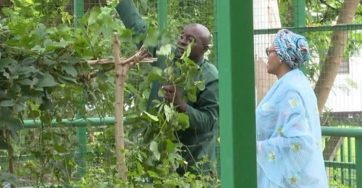 A close-up view of the assorted greens, including spinach and waterleaf, harvested by First Lady Remi Tinubu.