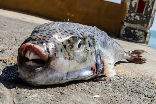 Human-Toothed Toxic Fish Spreads in Greek Waters Amidst Tourist Rush