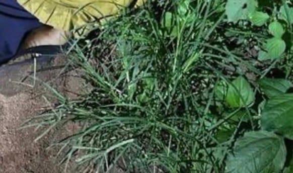 Plateau: Woman Falls Victim to Suspected Fulani Militia Ambush in Riyom