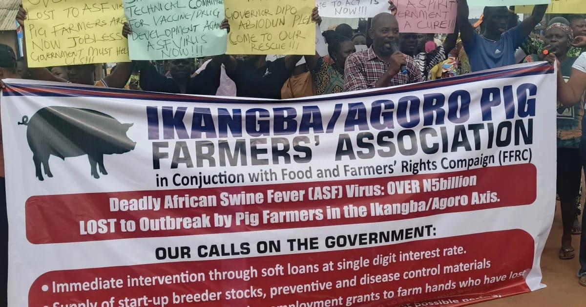 N5bn Lost: Ogun Pig Farmers Protest Over Swine Fever Devastation