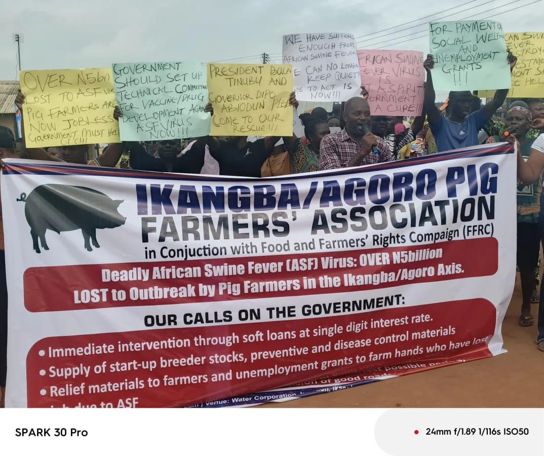 Members of the Ikangba/Agoro Pig Farmers’ Association demonstrating on Wednesday after losing N5 billion worth of investments to African Swine Fever.
