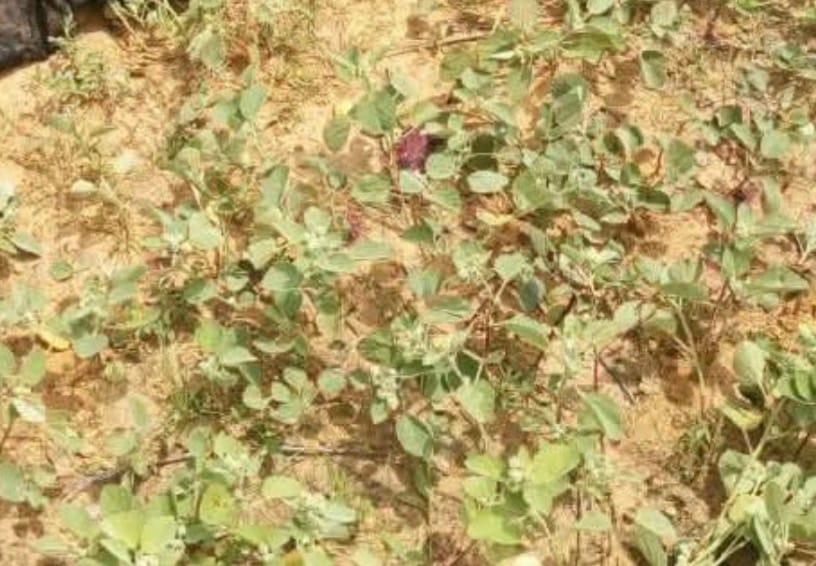 Nigerian Troops Engage Boko Haram in Yobe, One Neutralised, Another Captured