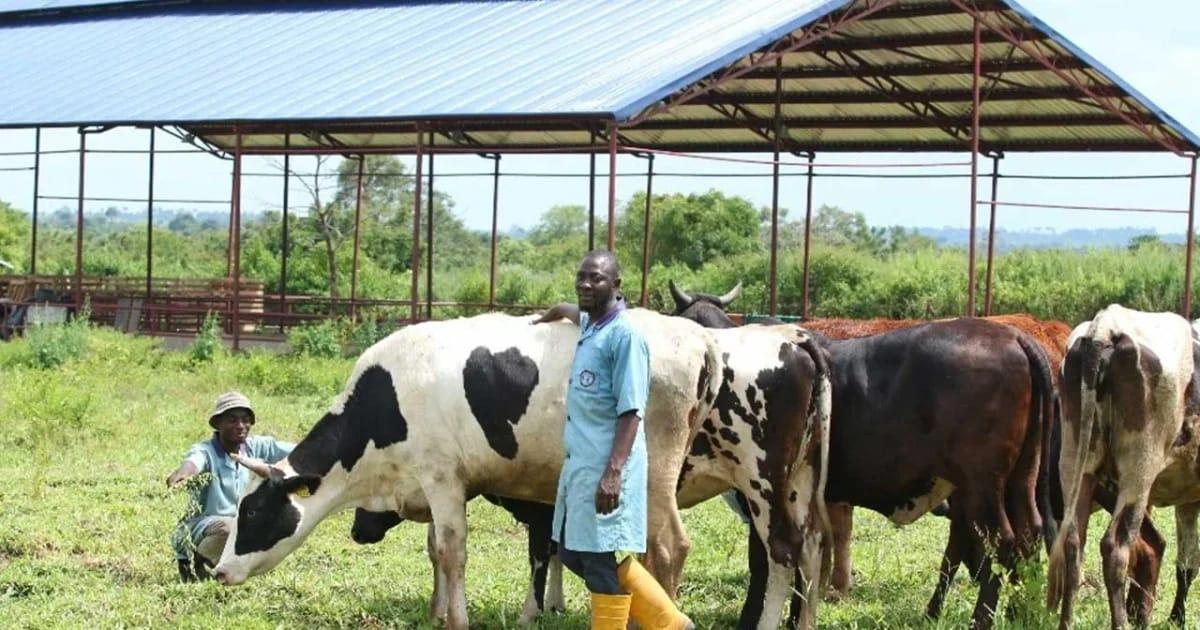 Benue PDP Chieftain Iortyom Kicks Against FG's Plan to Fund Ranches for Herders