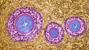 Ovaries Take On New Vital Role Post-Menopause, Study Reveals
