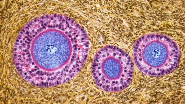A detailed scientific illustration highlighting the functional changes in ovaries post-menopause.