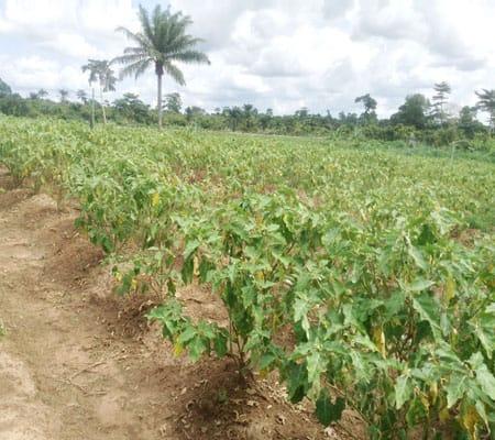 Ondo Cocoa Farmer Found Lifeless on His Plantation
