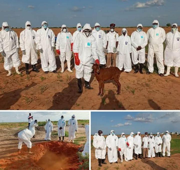 Yobe Rabies Scare: Five Hospitalised After Dog Attack in Malam Matari