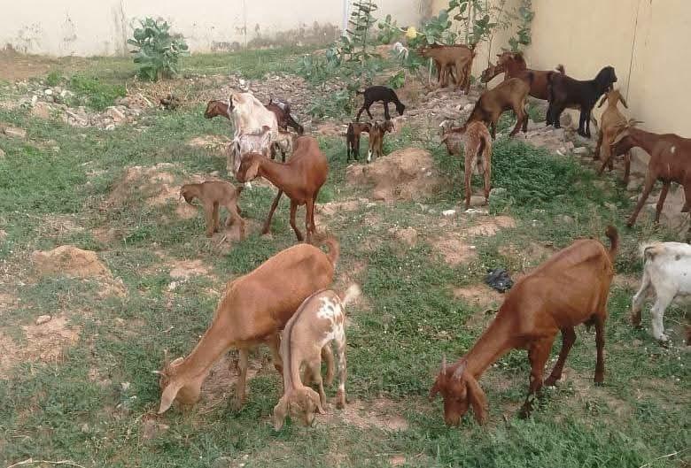 Police arrest two suspected kidnappers for abducting man and stealing 26 goats in Yobe