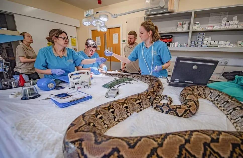 UK Zoo's Innovative Treatment Rescues Cancer-Stricken Python Jodie Foster