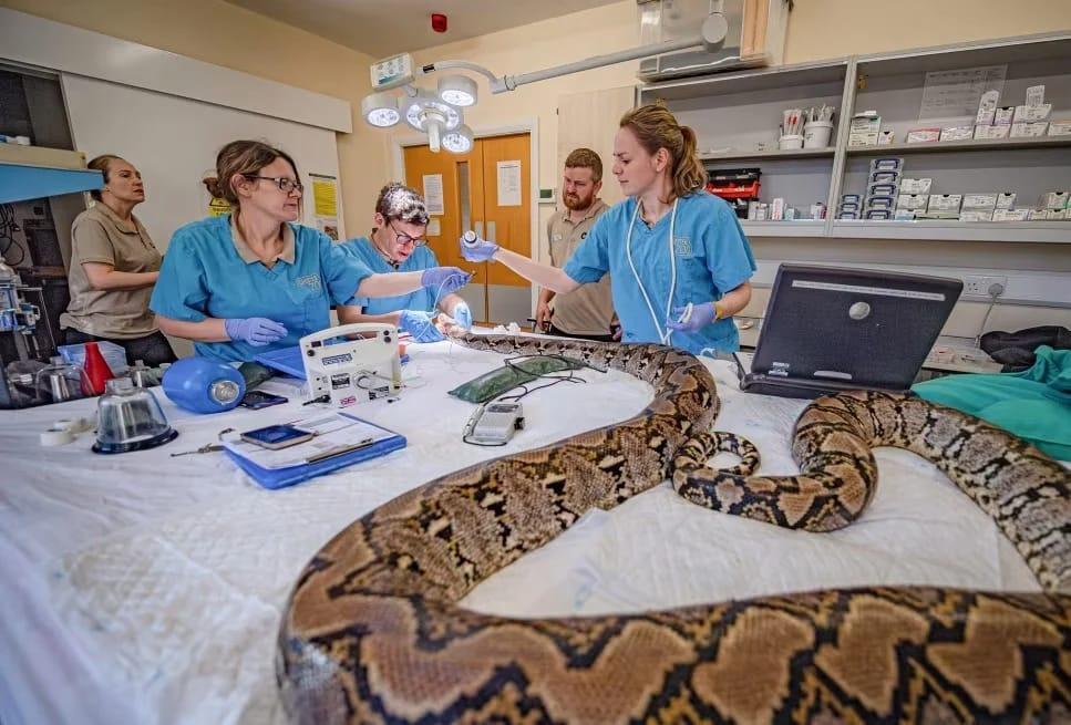 Veterinarians at Chester Zoo preparing to perform surgery on Jodie Foster's cancerous jaw.