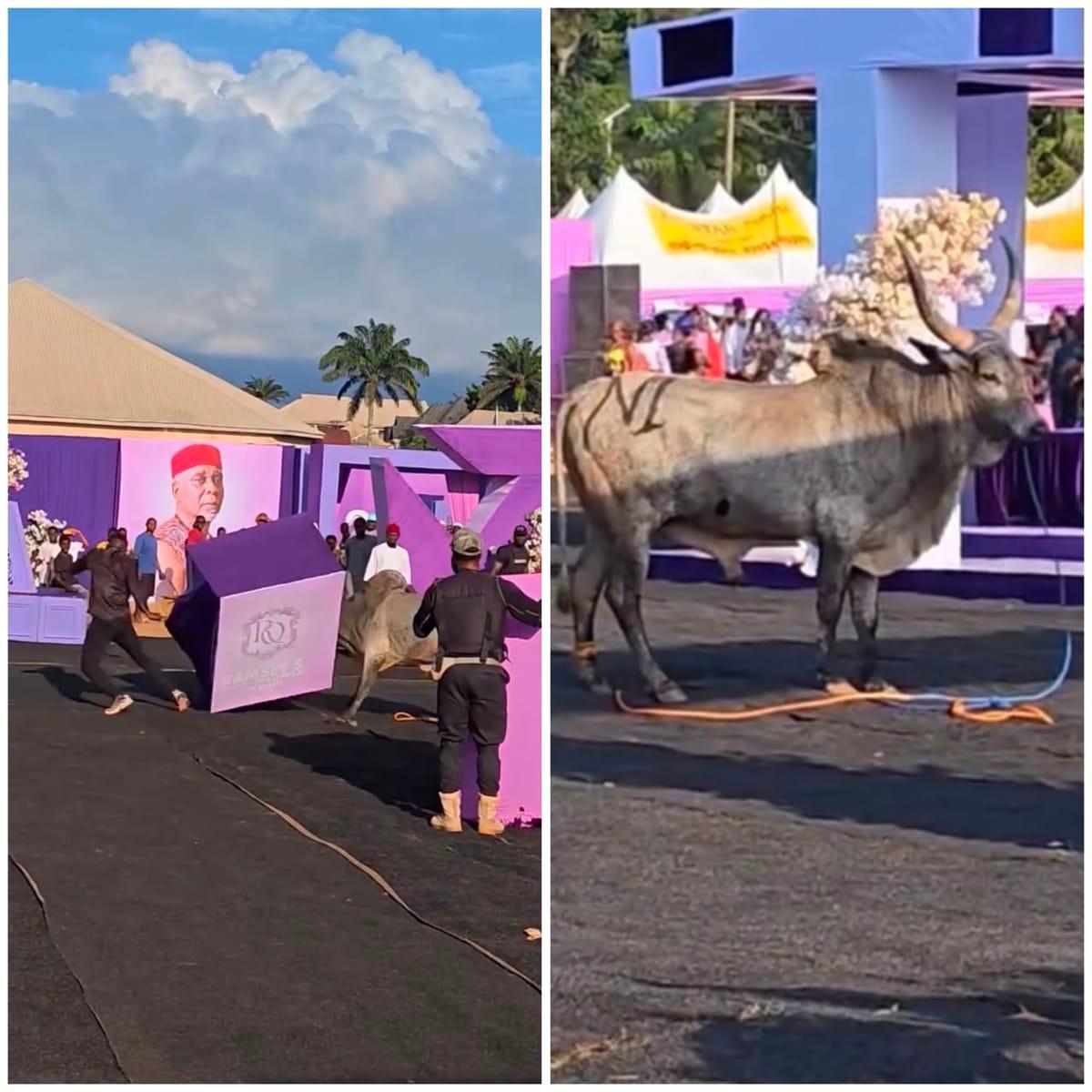 Runaway Cow Causes Stir at Enugu Burial Ceremony