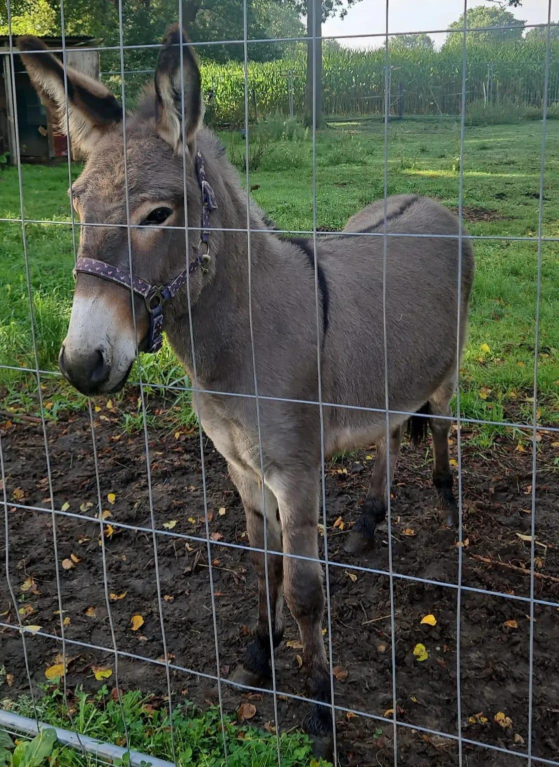 Out-of-Control Donkey in Germany Injures Three, Jumps Into Van